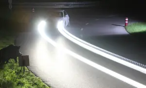 Ein Wildschwein am Straßenrand, geblendet vom grellen Fernlicht eines Autos. Welche Farbe hat das Fernlicht? Es ist blendend weiß.