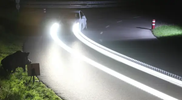 Ein Wildschwein am Straßenrand, geblendet vom grellen Fernlicht eines Autos. Welche Farbe hat das Fernlicht? Es ist blendend weiß.